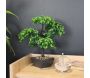 Bonsaï artificiel en pot 37 cm modèle aléatoire - 6