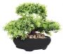 Bonsai artificielle dans pot en terre cuite 17 cm