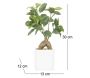 Bonsai ficus elastica pot en céramique 28 cm - 6