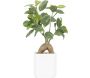 Bonsai ficus elastica pot en céramique 28 cm