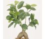 Bonsai ficus elastica pot en céramique 28 cm - LIGNE DECO