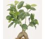 Bonsai ficus elastica pot en céramique 28 cm - SOV-0181