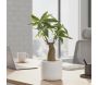 Bonsai pachira pot en céramique 33 cm - LIGNE DECO