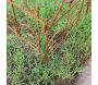 Bordure de jardin décorative en fer forgé rouillé - 5