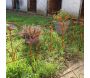 Bordure de jardin décorative en fer forgé rouillé - 