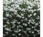 Bordure de jardin  156 x 2.2 x 117 cm - 94,90