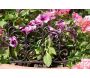 Bordure de jardin en fonte Valentine - ESSCHERT DESIGN