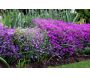 Bordure de jardin en métal Lawn 3m - IMP-0111