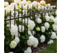 Bordure de jardin en métal 156 x 2,2 x 117 cm - ESSCHERTS GARDEN