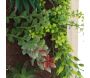 Cadre mural avec plante succulente artificielle 20 x 30 cm - SIF-0494