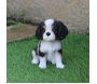 Chiot king charles assis en résine 15 cm - VID-0114
