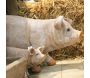 Cochon debout en résine - Farmwood animals