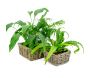 Corbeille carrée en rotin (Lot de 2) - AUB-2643