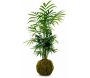 Décoration végétale Kokedama Chamadorea