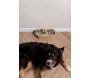 Double gamelle chien et chat bois naturel - 6