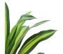 Dracena artificiel 22 feuilles hauteur 50 cm - 