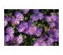 Engrais naturel bio pour toutes les plantes - SEC-0158