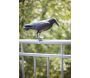 Epouvantail corbeau pour éloigner les pigeons - 5