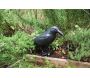 Epouvantail corbeau pour éloigner les pigeons - ESSCHERT DESIGN