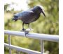 Epouvantail corbeau pour éloigner les pigeons - 8,90