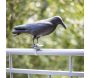Epouvantail corbeau pour éloigner les pigeons - 5