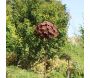 Fleur décorative en fer forgé rouillé - 