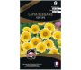 Graines de fleurs premium Layia elegans platyglossa