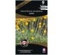 Graines de fleurs premium craspedia globosa jaune