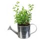 Graines à planter aromates avec arrosoirs (Lot de 2) - 7