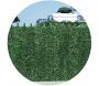 Haie artificielle 126 brins vert sapin en rouleau Ultra