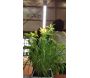 Jardinière avec lampe led intégrée Mini potager - 11