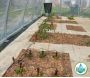Kit jardin arrosage régulé avec goutteurs sur pied - IRISO