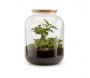 Kit terrarium plantes Bonbonne - FLOWERBOX