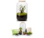 Kit terrarium plantes Bonbonne