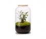 Kit terrarium plantes Bonbonne - FLOWERBOX