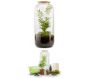Kit terrarium plantes Bonbonne
