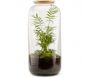 Kit terrarium plantes Bonbonne - FLOWERBOX