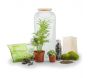 Kit terrarium plantes Bonbonne - NAT-0131