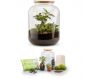 Kit terrarium plantes Bonbonne