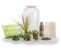 Kit terrarium plantes Bonbonne mix - NAT-0123