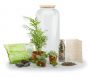 Kit terrarium plantes Bonbonne mix - NAT-0124