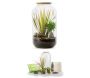 Kit terrarium plantes Bonbonne mix
