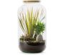Kit terrarium plantes Bonbonne mix - FLOWERBOX