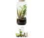 Kit terrarium plantes Bonbonne mix
