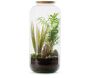 Kit terrarium plantes Bonbonne mix - FLOWERBOX