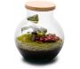 Kit terrarium plantes Havana - FLOWERBOX