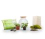 Kit terrarium plantes Havana - NAT-0125