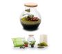 Kit terrarium plantes Havana