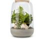 Kit terrarium plantes Opendo - FLOWERBOX
