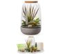 Kit terrarium plantes Opendo